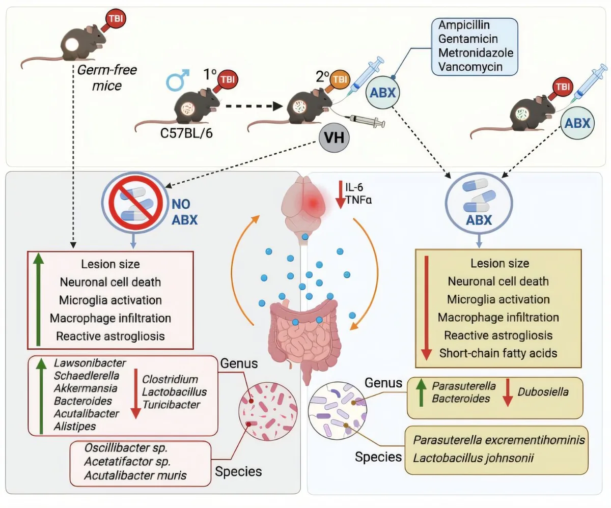 Antibiotics Boost TBI Recovery via Gut-Brain Axis