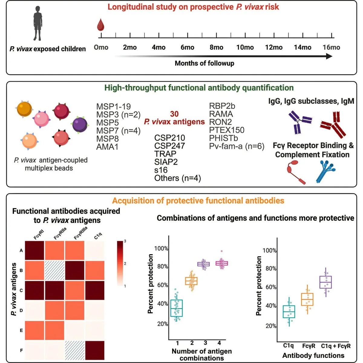 Immune System Blueprint Reveals Fight Against Dominant Malaria Parasite