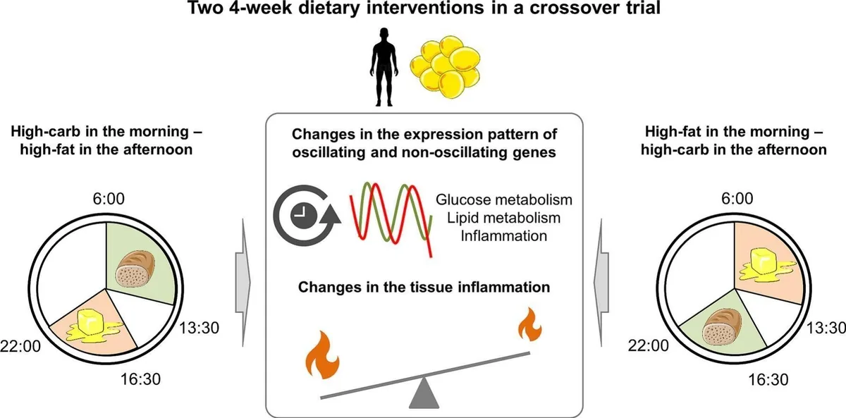 Meal Timing Alters Gene Expression in Fat Tissue