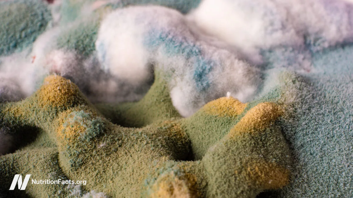 Ochratoxin Health Risks: Should We Be Worried?